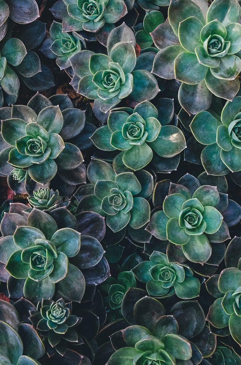Succulent displays